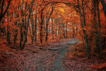 Autumn in the Crimea. The photo was taken in November, in the Yalta mountain-forest nature reserve.