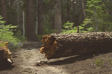 Omgewaaide boom over een weg na een storm