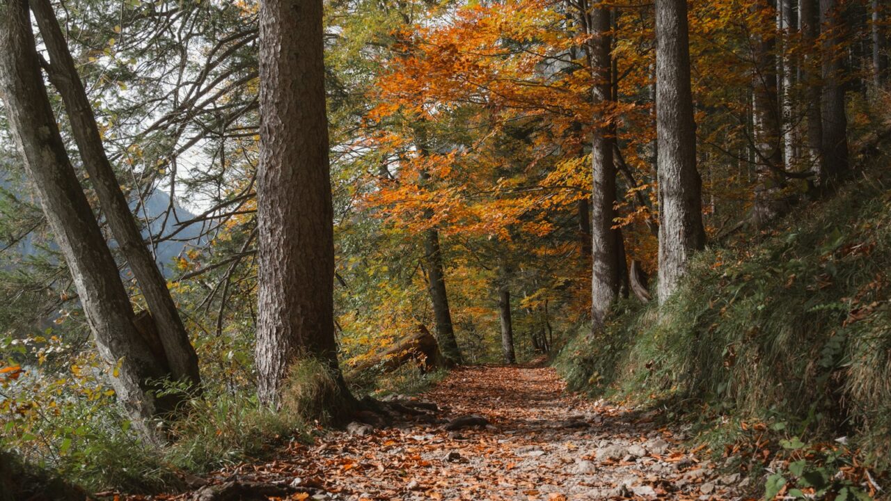Trailrunners op een bospad in herfstkleuren