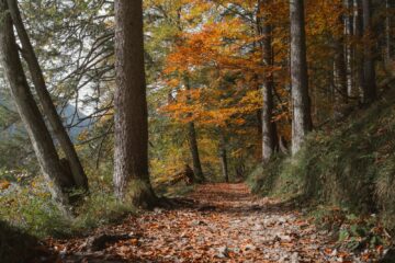 Trailrunners op een bospad in herfstkleuren