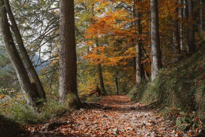 Trailrunners op een bospad in herfstkleuren