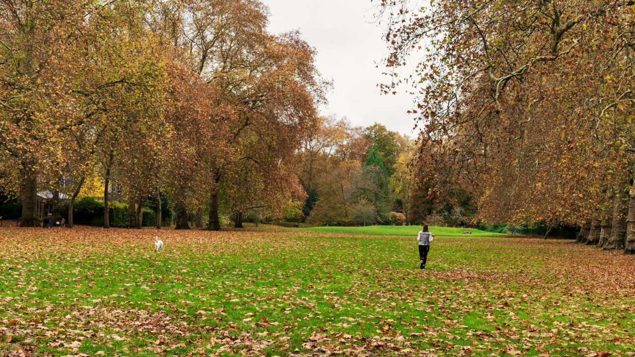 Hardloper wandelt rustig door een park in de herfst