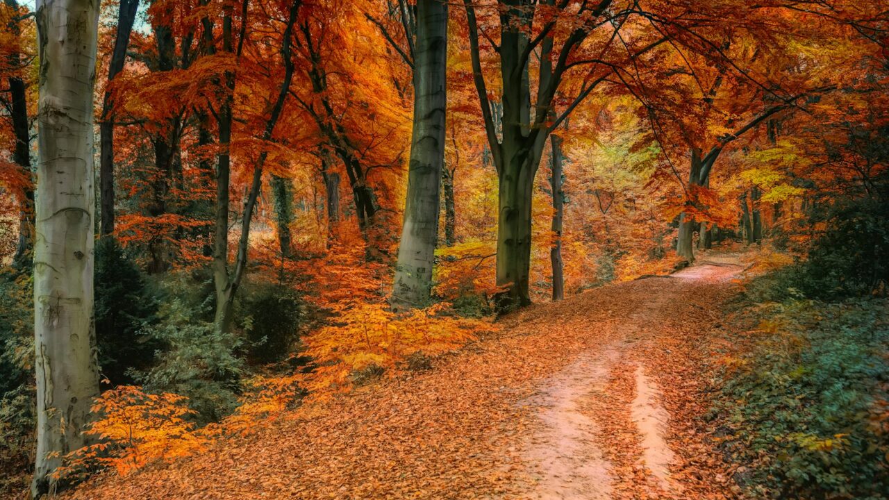 Wandelaar op een bospad met herfstbladeren